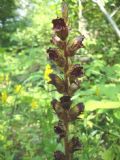 Orobanche gracilis